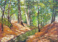 Llum al bosc