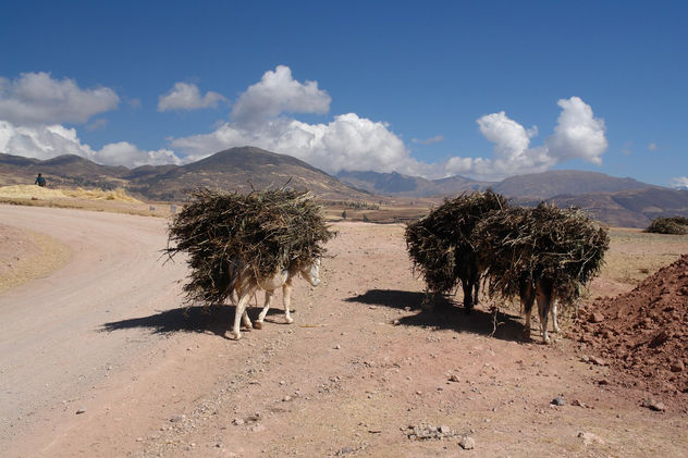 BURROS  DE MORAY  Cusco - peru )