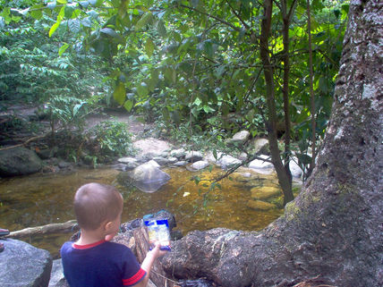 Selva yaracuyana