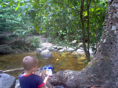 Selva yaracuyana