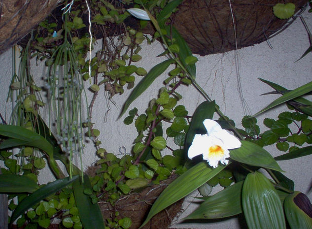 Sobralia sp. Arquitectura e interiorismo Color (Digital)