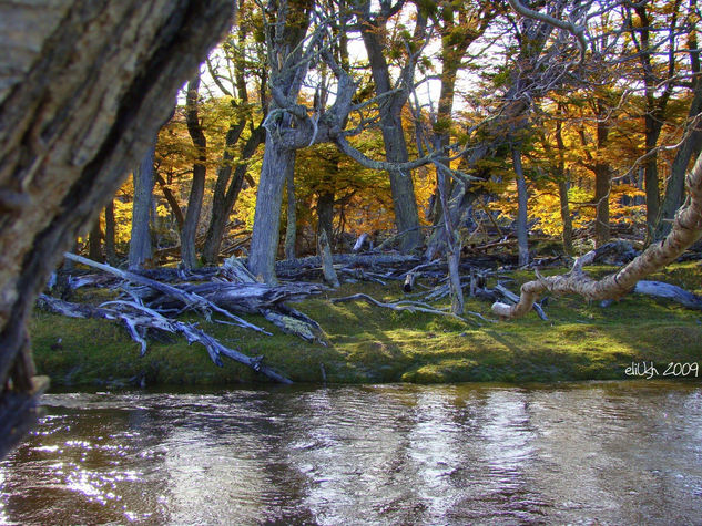 Bosque de Sueño Naturaleza Color (Digital)