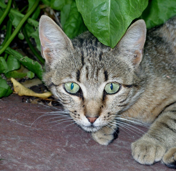 ojos verdes 