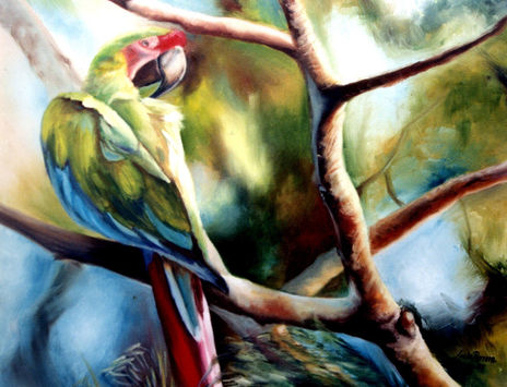 Guacamayo de Guayaquil