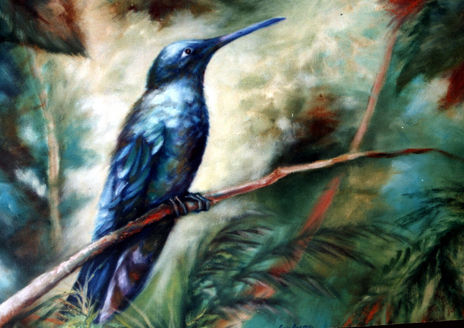 Colibri /Mindo-Ecuador