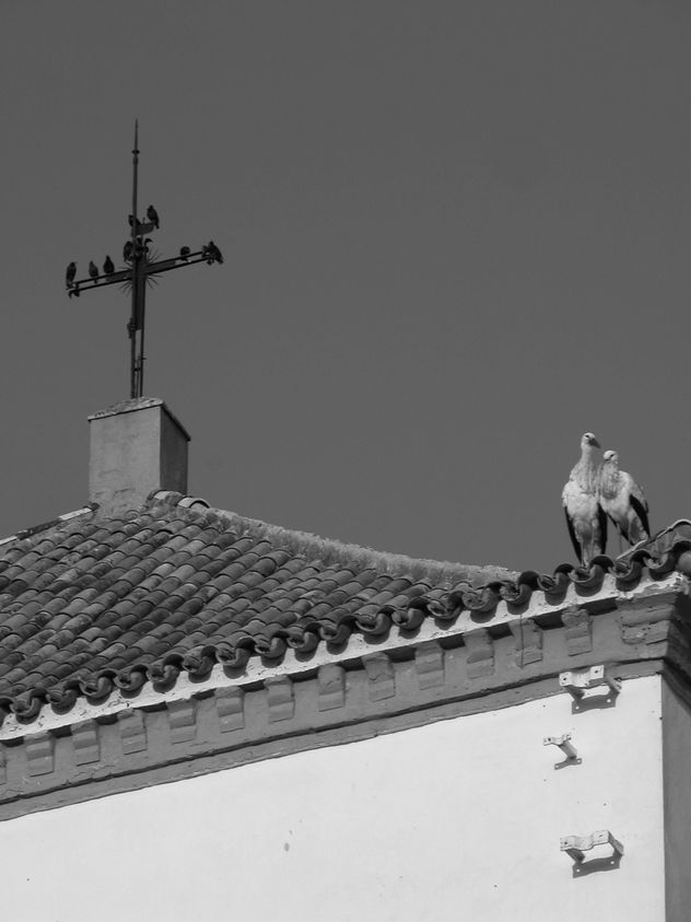 cuervos y cigueñas