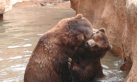 Animales