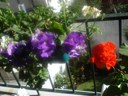 Rojo y violeta 2