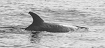 Paso de Orcas