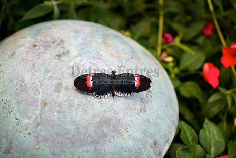 Mariposa