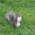 Campo thumbnail 2