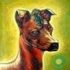 perro peruano Oil Canvas Animals