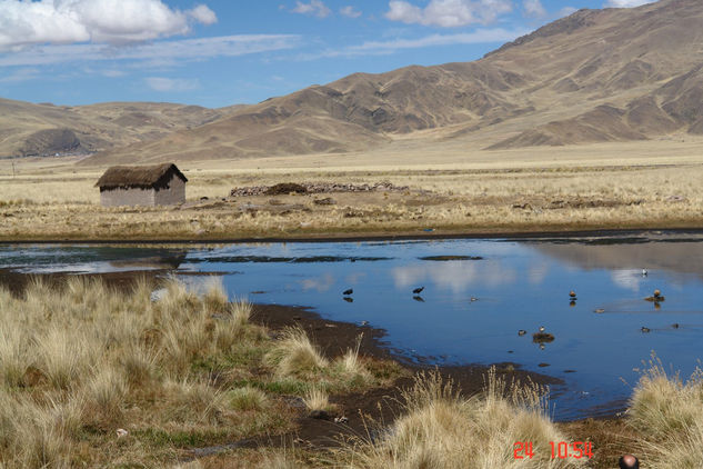 PAISAJE DEL ALTIPLANO ( Puno - Peru ) 