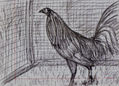 gallo
