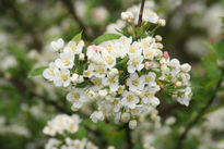 Flores blancas