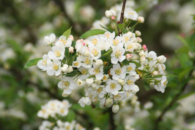 flores blancas 