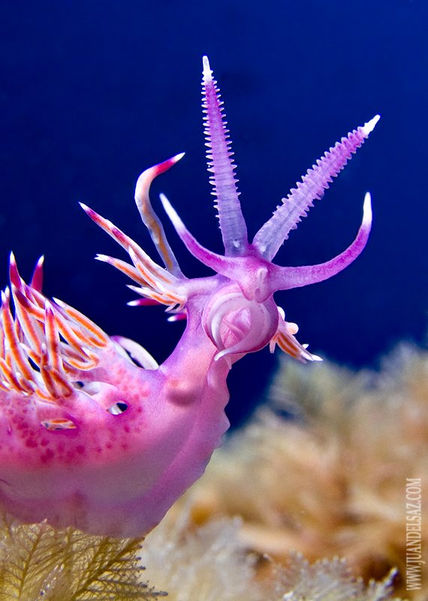 Alienigena