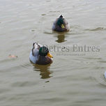 Campo thumbnail 1