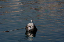 Gaviota de Blanes