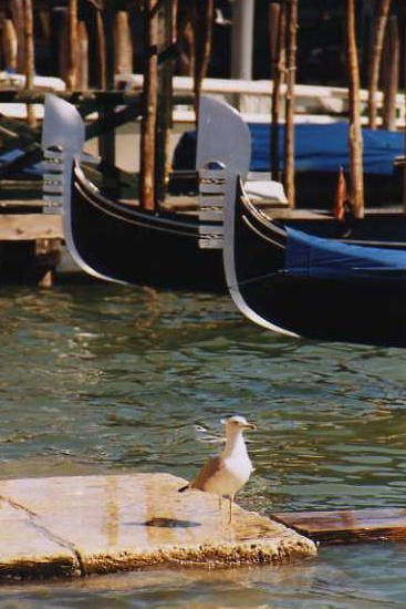 gaviola de venecia