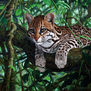 Ocelote