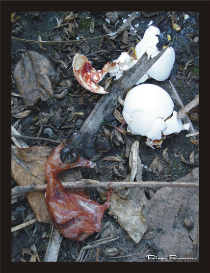 Aborto natural
