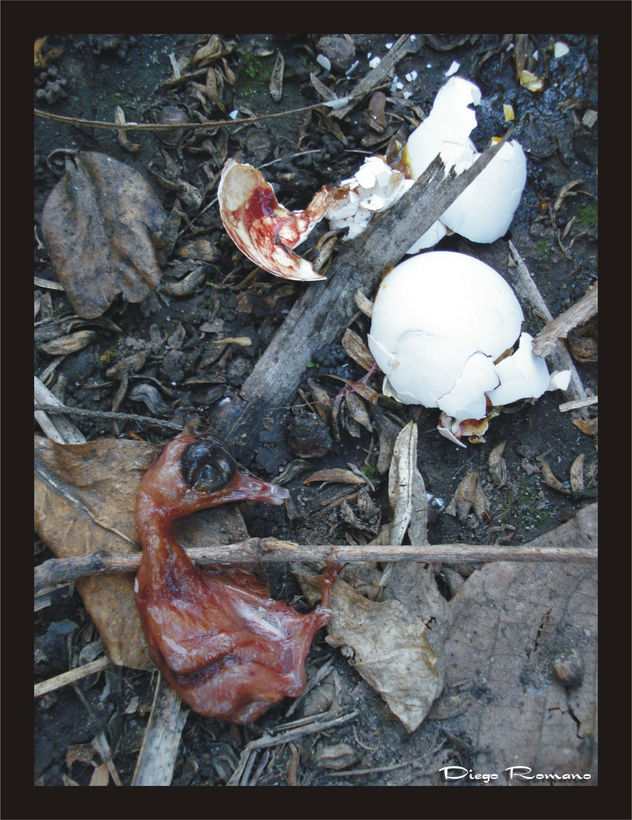 aborto natural