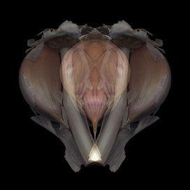 Estranya criatura 1