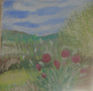 amapolas