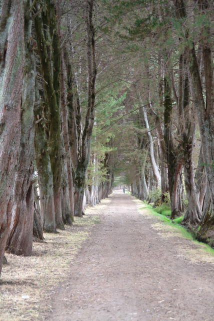 Pasaje de arboles