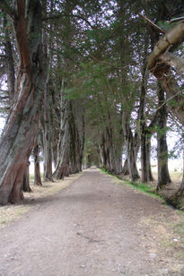 Pasaje de arboles