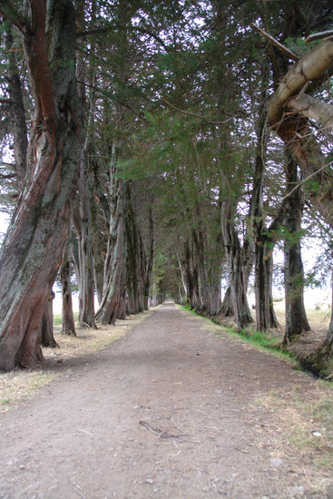 PASAJE DE ARBOLES 