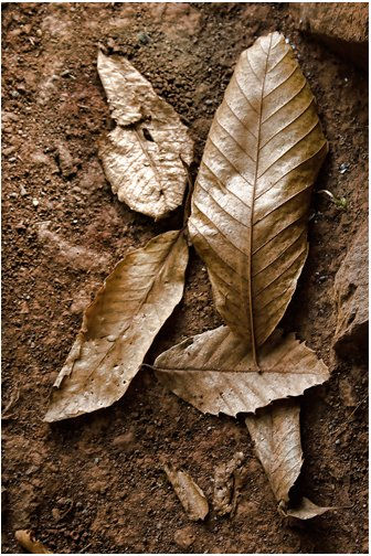 Naturaleza muerta 