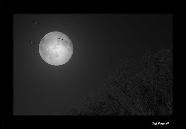 Luna Llena Naturaleza Blanco y Negro (Digital)