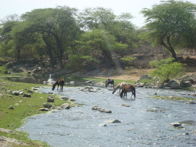 Caballos en el bosque seco