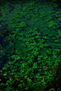 JUNGLE UNDER WATER