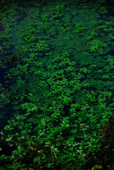 Jungle under water