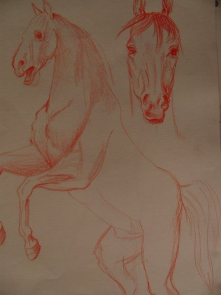 estudio de caballo