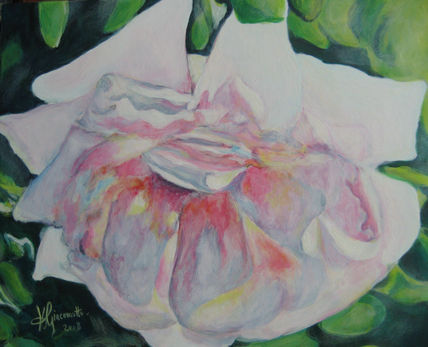Rosa or no rosa ?