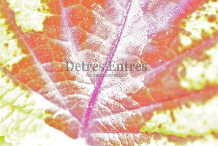 Abstracto