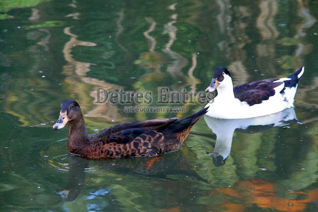 Patos