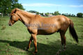 Caballo