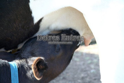 Vaca con terneros