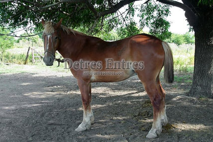 Caballo