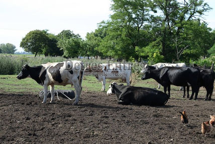 Vacas