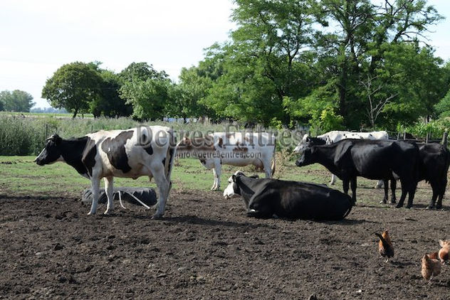 Vacas