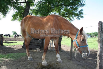 Caballo