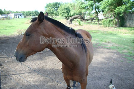 Caballo
