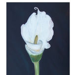 flores thumbnail 1