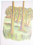 bosque